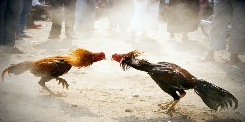 Thu Lợi Nhuận Khủng Từ Bộ Môn Đá Gà Cựa Sắt Cho Các Sư Kê 4 da-ga-cua-sat-loi-cuon